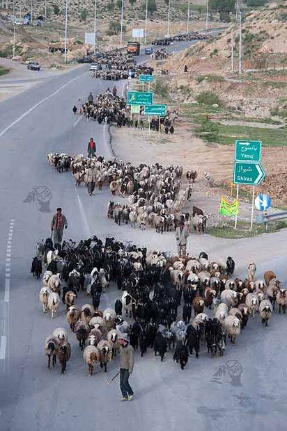 دزدان خواب ازچشم عشایر ربوده اند/ گله ای که از دشت برنگشت