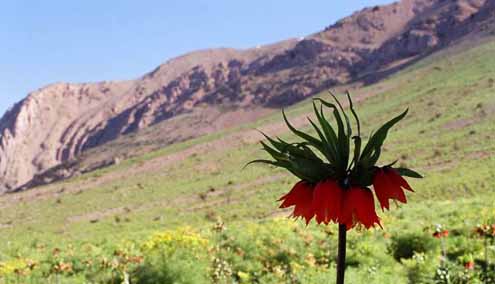 سلام به لاله‌هایی که داغی از عشق به سینه دارند