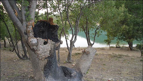 بلوط 500ساله يک شبه خاکستر شد +تصاویر