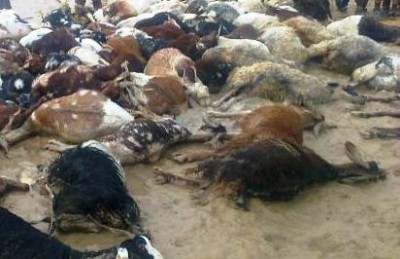 تلف شدن 25 راس گوسفند بر اثر صاعقه در ممسنی