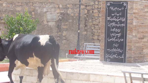 جولان گاوها در مرکز شهر سوق+تصاویر