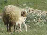 بی احتیاطی زنی باعث تلف شدن 25 "کهره وبره" یک دامدار در "راک "شد