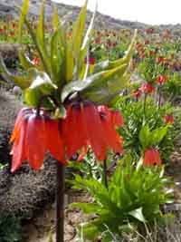 لاله های واژگون کهگیلویه وبویراحمد واقعا درشیراز واژگون شدند!+عکس