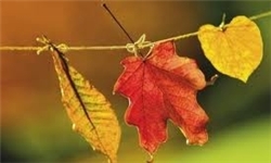 قصه دردناک مرگ سرباز سرفاریابی در شیراز +عکس