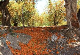پیشنهادصداوسیما به جهانگردان مستندساز اروپایی :چهار فصل بودن ایران فقط درکهگیلویه و بویر احمد همزمان  احساس می شود