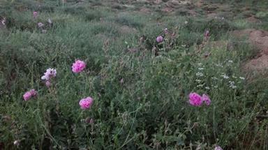 نخستین مزرعه گل محمدی کهگیلویه و بویراحمد به گل نشست