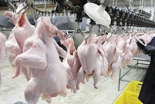 محکومیت ۷۴۵ میلیونی یک کشتارگاه مرغ