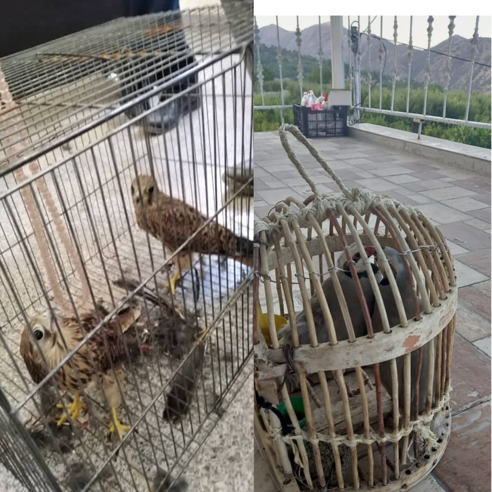 بازگشت4 قطعه پرنده به طبیعت دنا