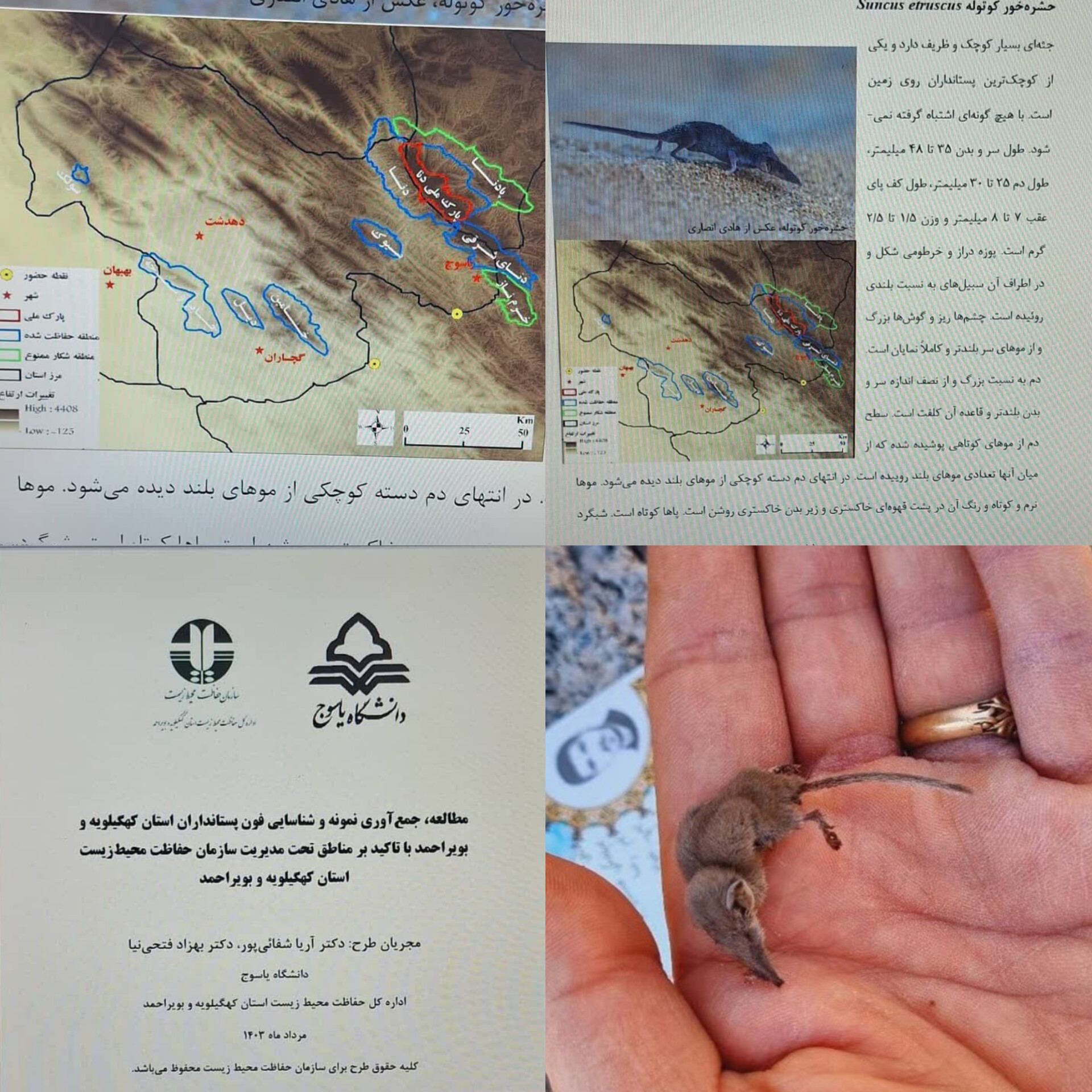 تصاویری در روزهای اخیر با عنوان «ثبت کوچکترین پستاندار دنیا برای اولین بار در کهگیلویه و بویراحمد» دست به دست می‌شود که صحت این خبر توسط محیط زیست صحت رد شد.