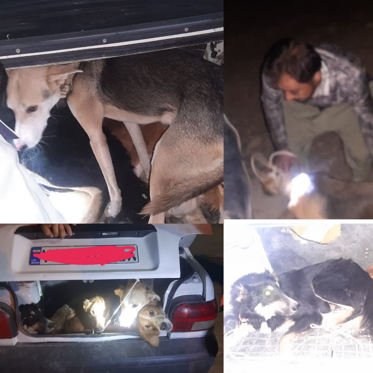 دستگیری شبانه یک گروه متخلف شکار حیات وحش « شبگرد » در مناطق آزاد استان با شیوه جدید استفاده از « سگ های آموزش دیده »