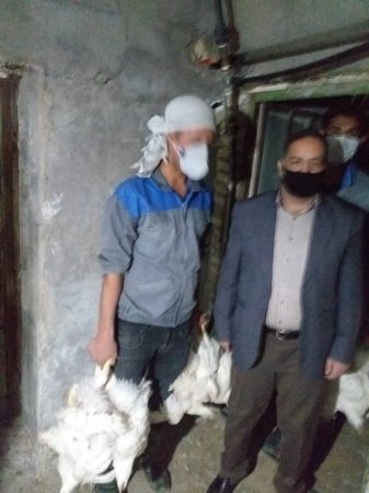بازرسی شبانه تعزیرات حکومتی کهگیلویه و بویراحمد از مرغداریها و کشتارگاهها بازرسی شبانه تعزیرات حکومتی کهگیلویه و بویراحمد از مرغداریها و کشتارگاهها