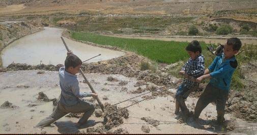 برنج کاری در روستای مشایخ ممسنی +گزارش تصویری
