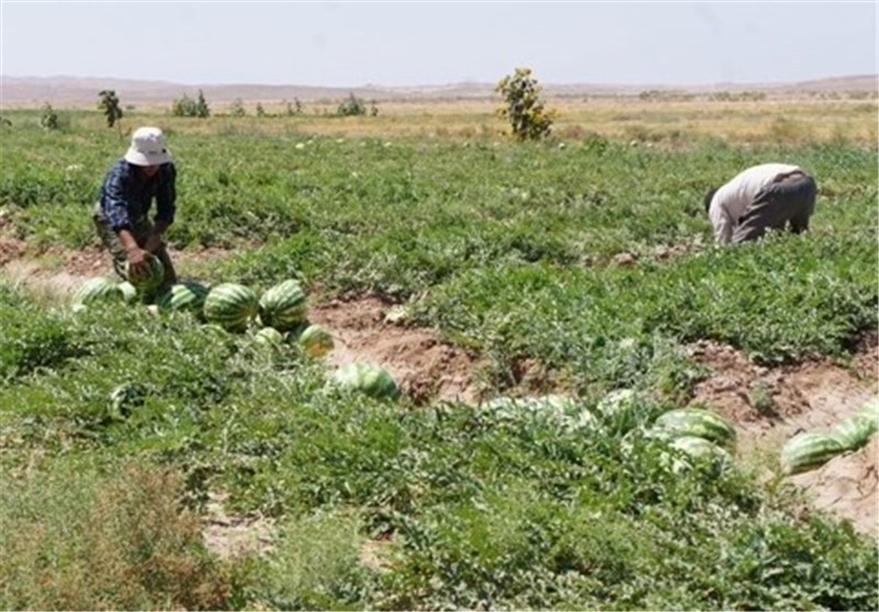 فرماندار چرام؛ جلوگیری از کشت برنج و هندوانه در چرام