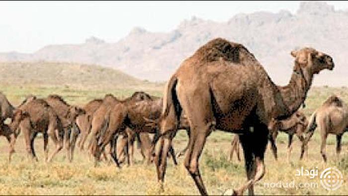 جنجال شترهای قطری در زرین دشت فارس !