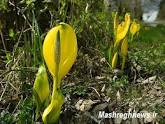 اداره منابع طبیعی و آبخیزداری شهرستان کهگیلویه درخصوص سخنان امام جمعه بخش چاروسا در مورد گیاهان دارویی و مرتعی