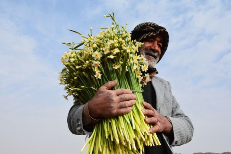 جشنواره گل نرگس در بهبهان برگزار شد