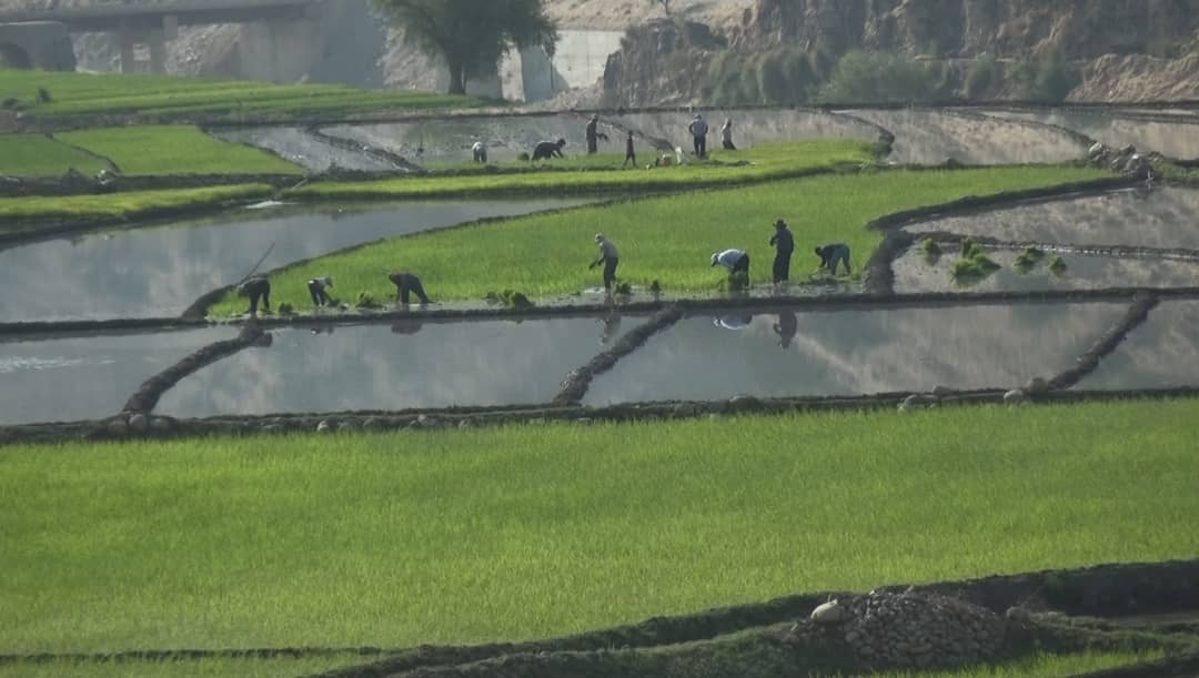 شلتوک کاری در 800 هکتار از اراضی کشاورزی شهرستان کهگیلویه / افزایش 25 درصدی سطح زیر کشت برنج در کهگیلویه