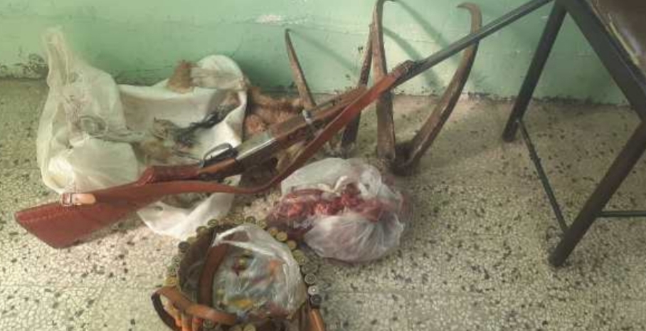 کشف لاشه 2 راس کل وحشی در لنده