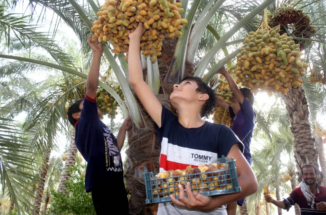 رطب دشتستان در راه بازار