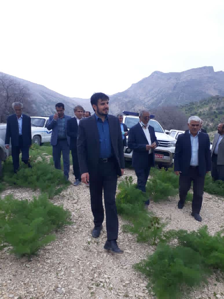 بازدید میدانی فرماندار جوان شهرستان لنده از دلیمهرجان؛ منطقه کوه سیاه از جمله دلی مهرجان باید پایلوت پرورش و کشت گیاهان دارویی شود