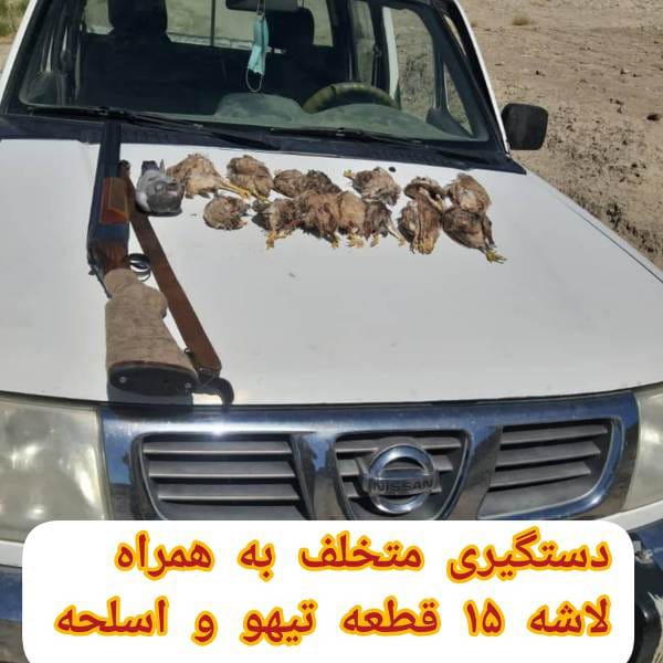 دستگیری شکارچی تیهو در مناطق آزاد گچساران