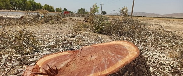 ماجرای قطع درختان حاشیه شهر دوگنبدان چه بود؟