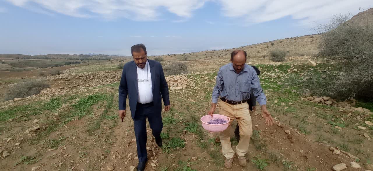 برای  اولین بار در  کشتزار بیمنجگان کهگیلویه زعفران کشت و برداشت شد