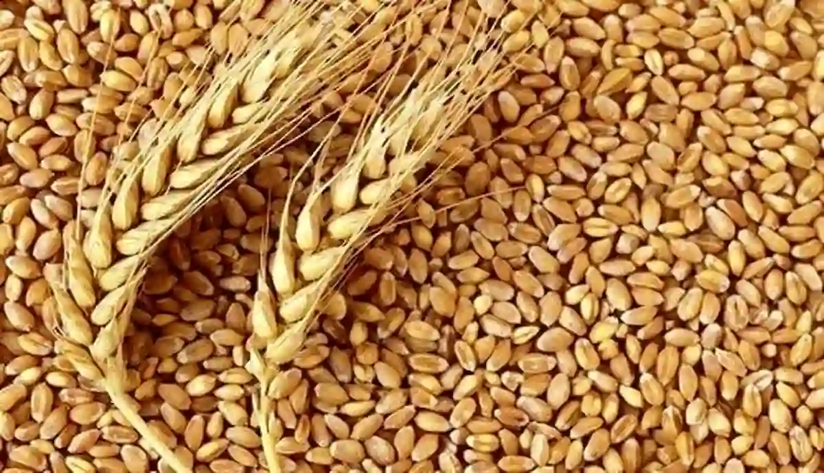 روایت رئیس سازمان جهاد کشاورزی استان کهگیلویه و بویراحمد از رکوردشکنی تولید گندم